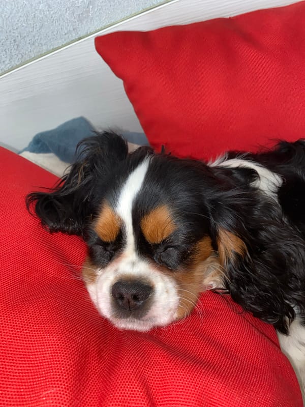 Dog naps and Georgian sweets captured in Votkinsk household