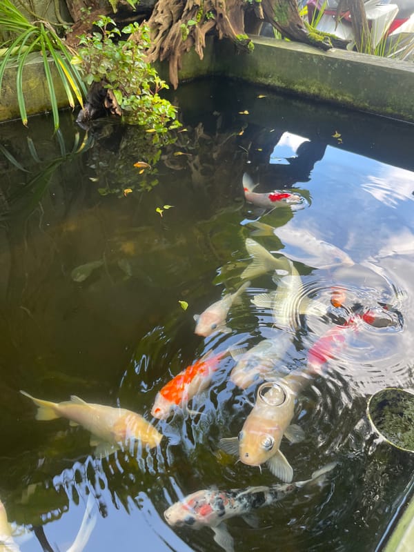 Child watches koi fish at peaceful pond in Rojoimo