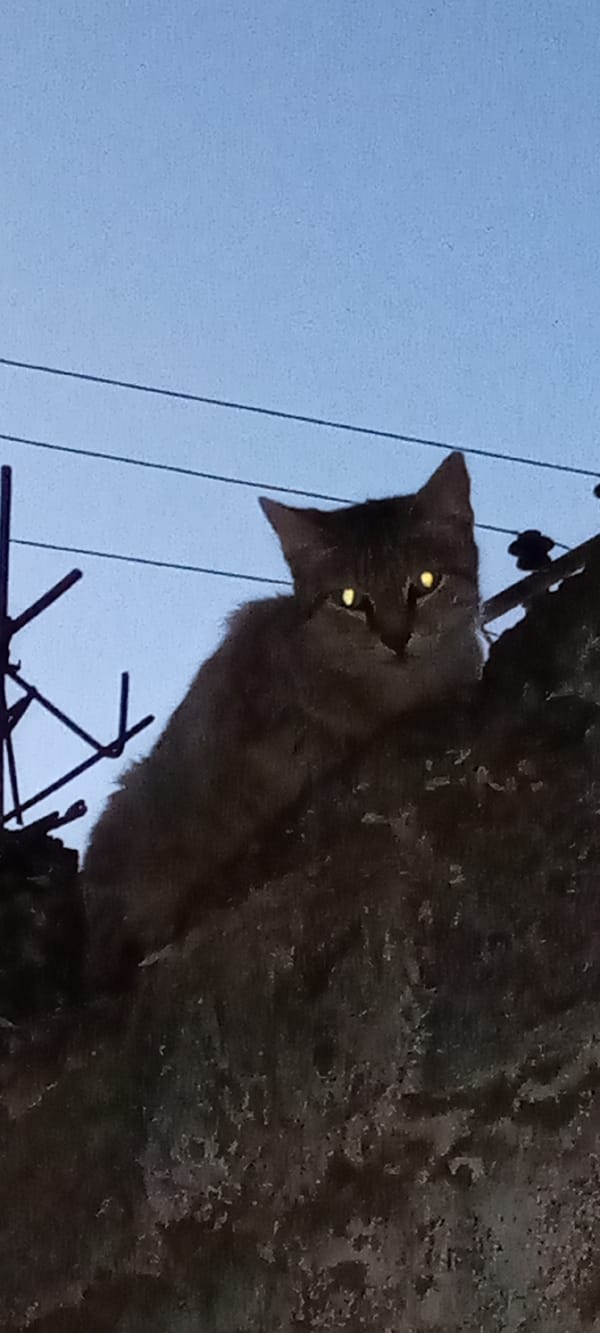 Cat spotted on weathered structure under clear evening sky