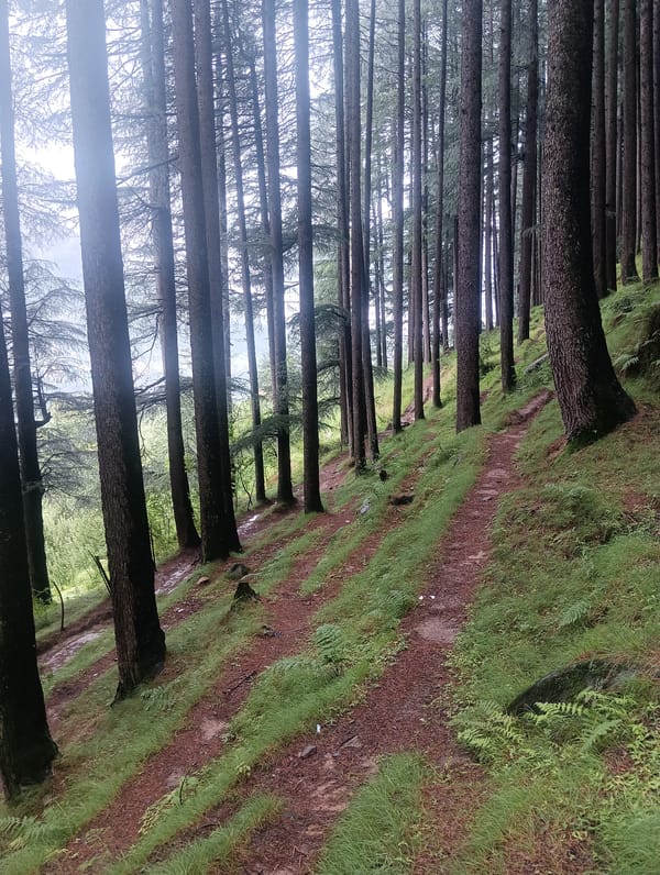 Misty morning walk through Chhyal's pine forests