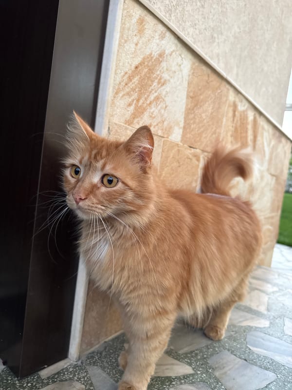 Orange cat rests on tiled surface in Berkovitsa