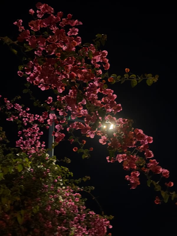 Blooming bougainvillea observed under street light in Bat Yam