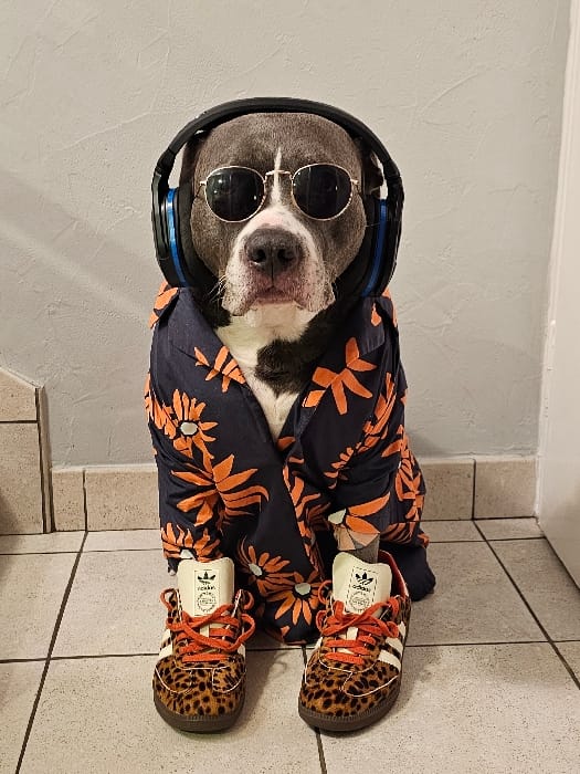 Styled pet photos and home scenes documented in Luxembourg