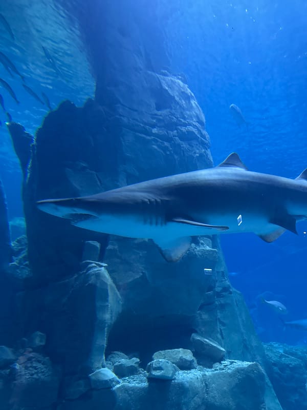 Marine life activity documented at Istanbul area aquarium facility