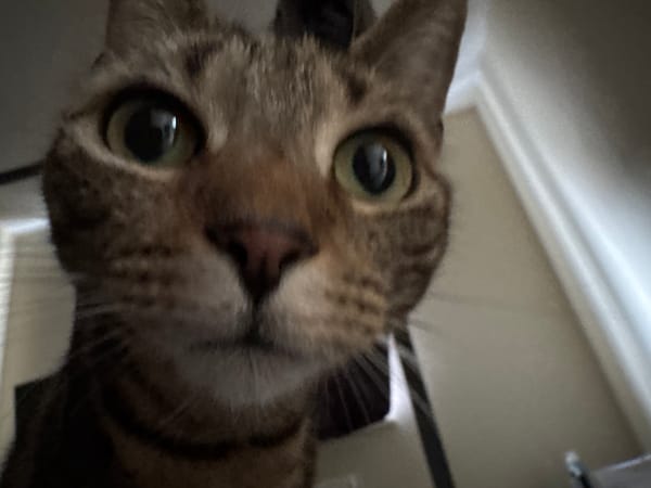 Resident photographs pet cats in Desborough home