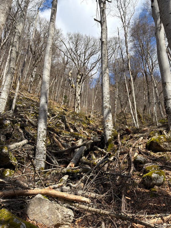 Forest conditions documented at Bulgarian Rila Monastery site