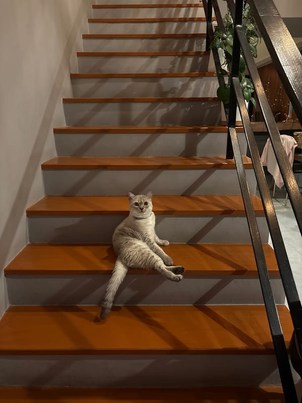 Cat on stairs and pretend driving in Choeng Thale