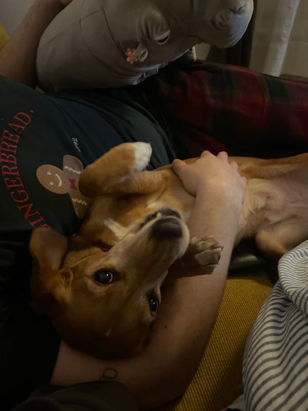 Dog held upside down in Belgrade street scene