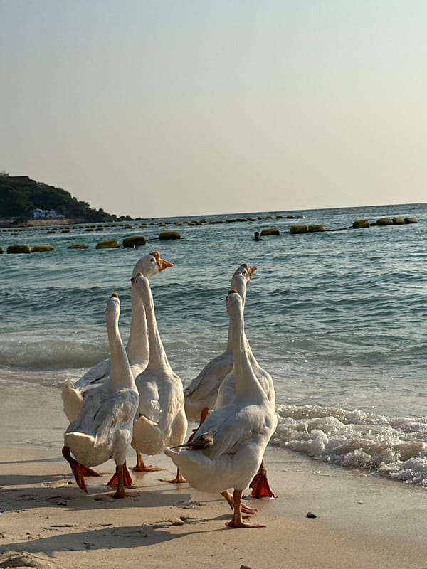 Tourists feed white geese on Pattaya beach