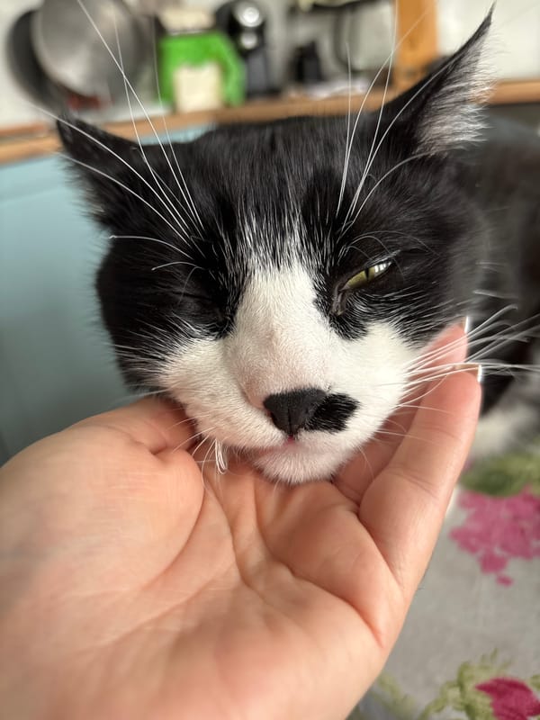 Cat receives affection from owner in Pernik home