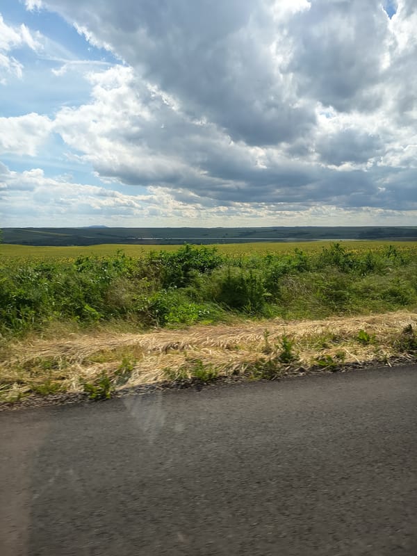 Rural drive captures agricultural landscapes and roadside poppies