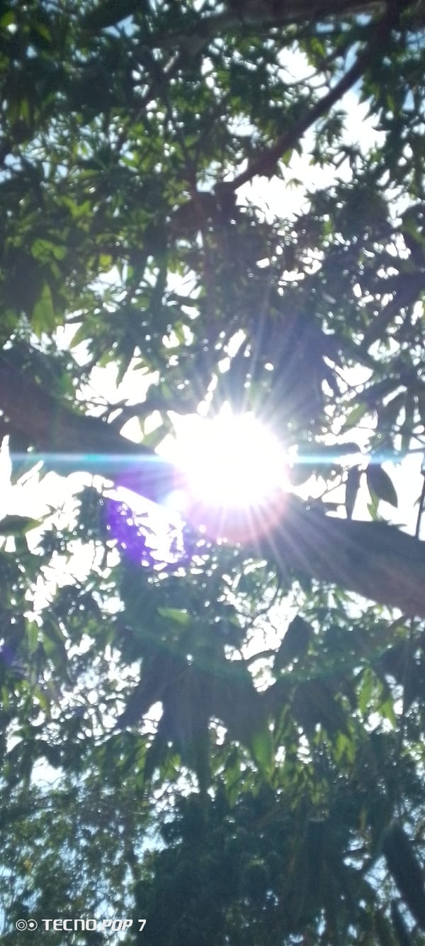 Afternoon sun and sky observed through trees in Venezuela