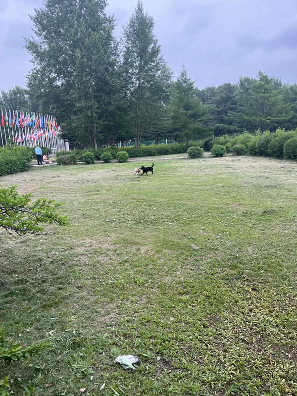 Morning park walk documented in Changchun with playing dogs