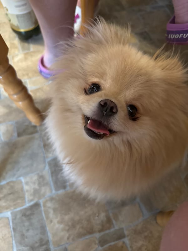 Two Pomeranians spend an afternoon at home