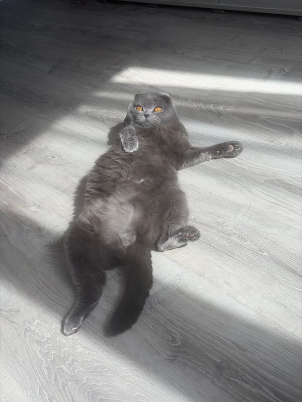 Morning routine with cat and sandwich in Saint Petersburg