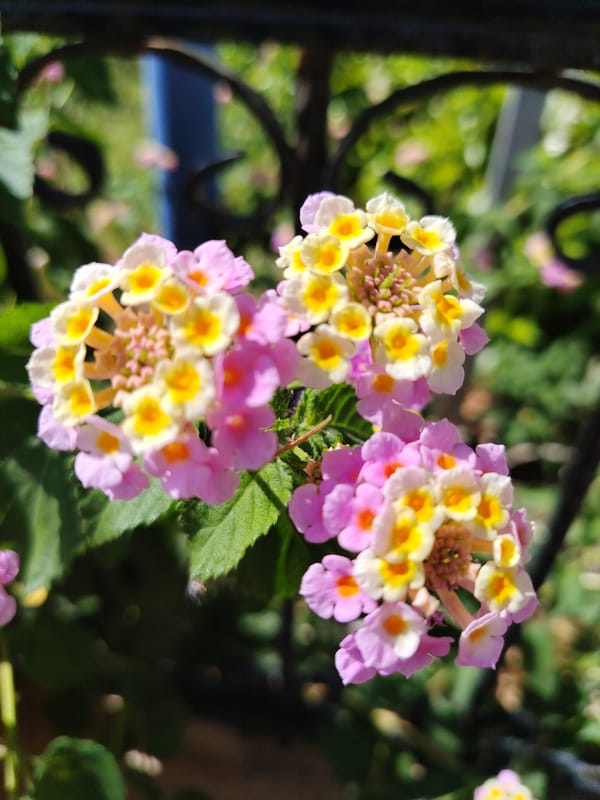 Close-up botanical walk through Antalya's flowering streets