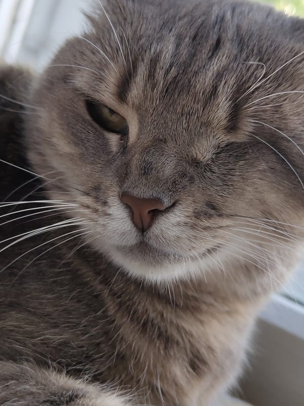 Cats photographed in close-up shots at location 666