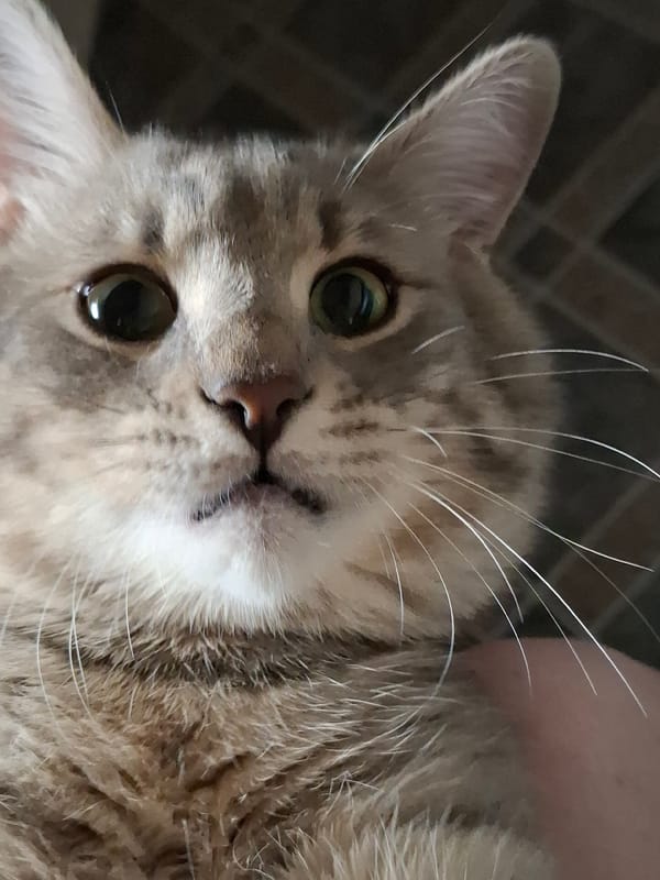Tabby cat photographed on tiled surface