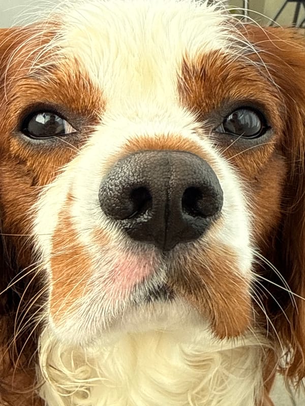 A Cavalier King Charles Spaniel's morning in Dobrich