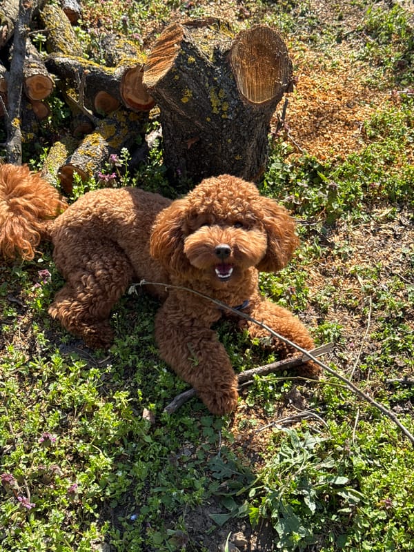 Brown poodle rests near moss-covered logs in Kozloduy