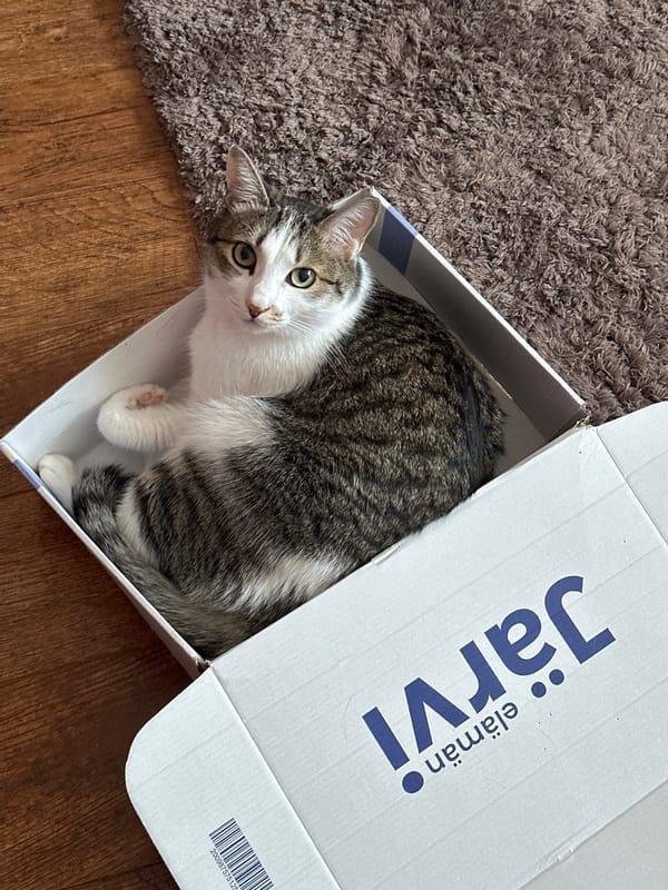 Cat photographed in cardboard box in Krasnoyarsk