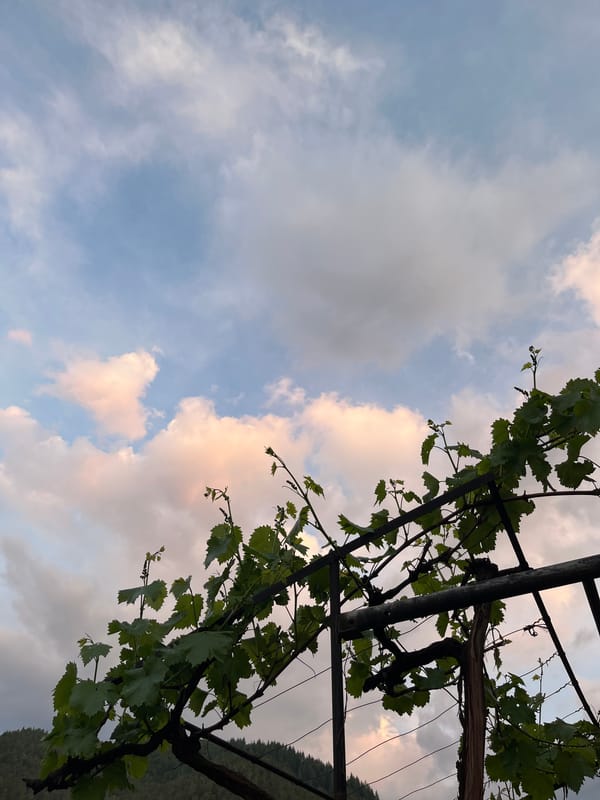 Grape vines photographed through trellis in Bulgarian village