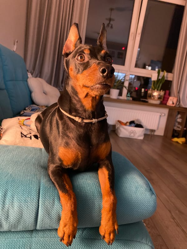 Miniature Pinscher relaxes around a Moscow apartment