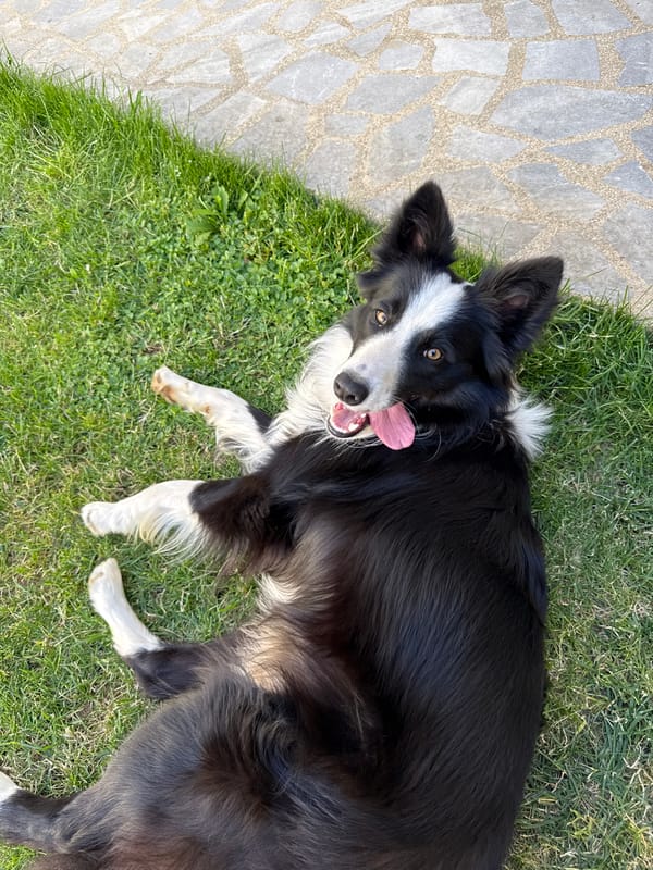 Border Collie plays and rests in a Berkovitsa backyard