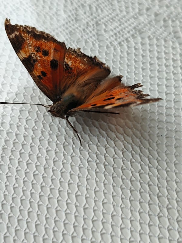 Small Tortoiseshell butterfly spotted resting on white surface
