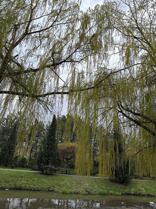 Mother and baby feed pigeons during park visit in Donetsk