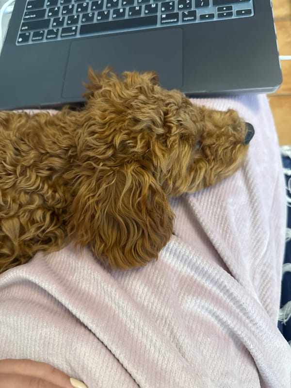 Dog sleeps peacefully beside laptop in Montenegro coastal town