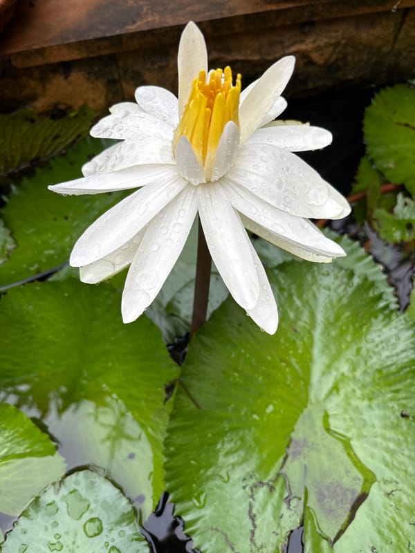 Water lilies, a toad, and a quiet pond in Karon