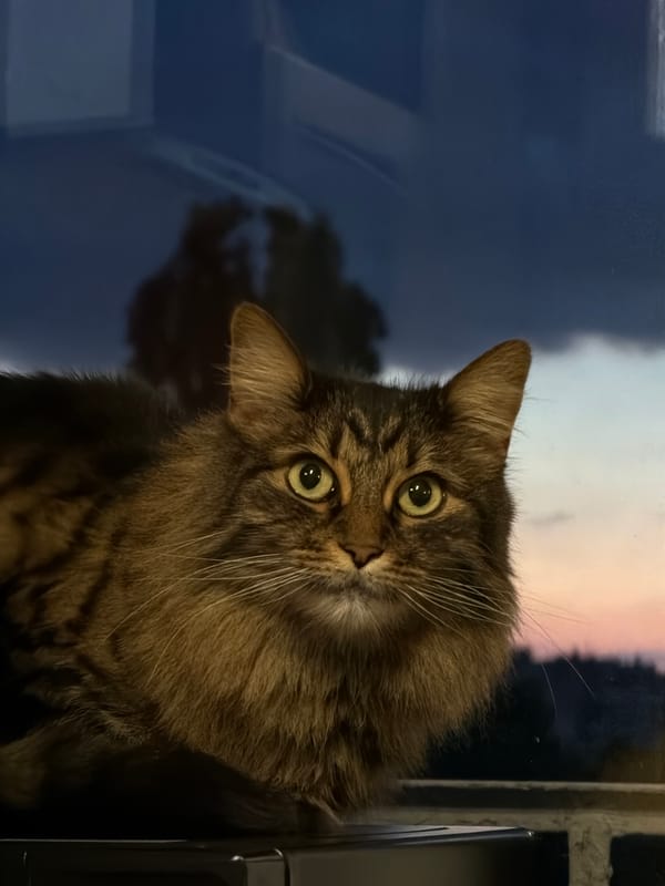 Domestic cats observed lounging indoors with food items