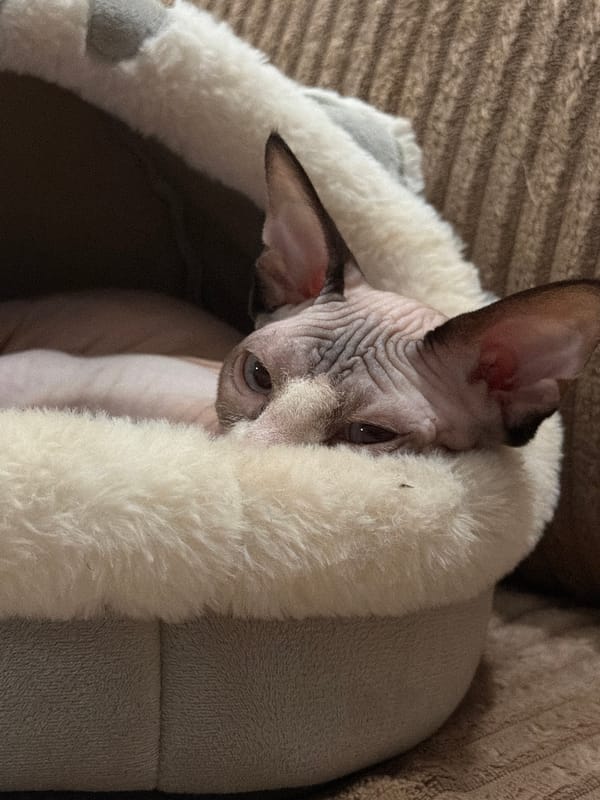 Sphynx cat relaxing in a plush bed, Odesa