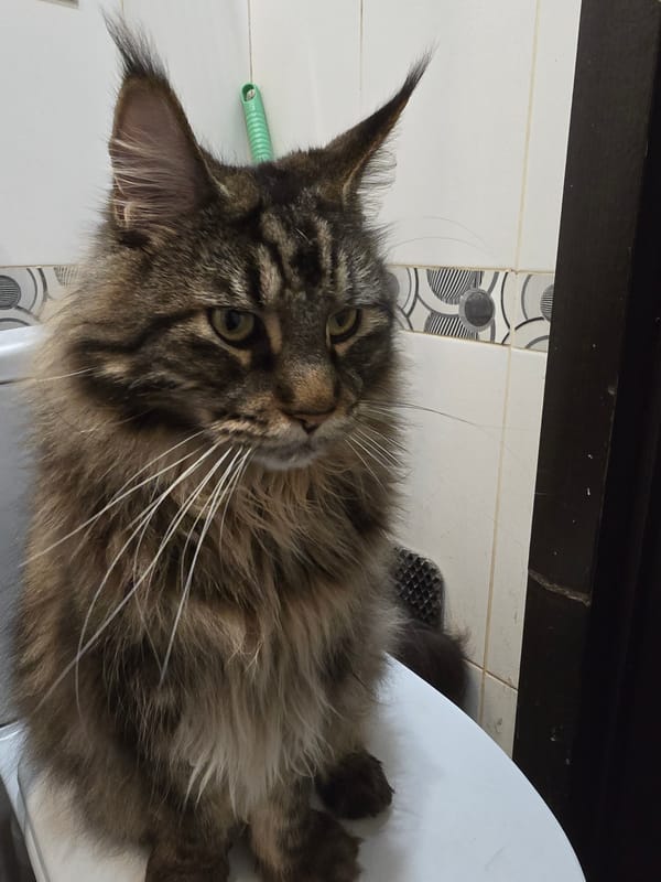 Tabby cat's bathroom routine and drinking habits captured indoors