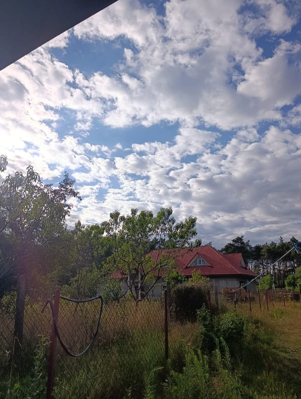 Backyard property with birch trees, wildflowers, and summer skies