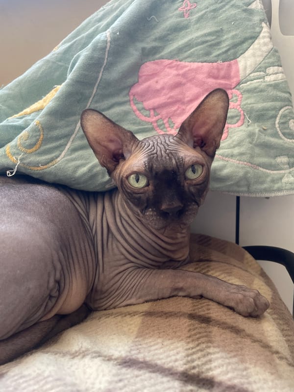 Domestic cats observed resting in residential indoor spaces