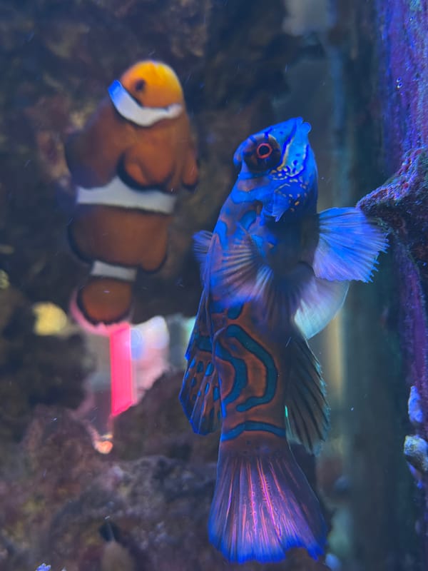 Tropical fish observed in aquarium display in Pleven, Bulgaria