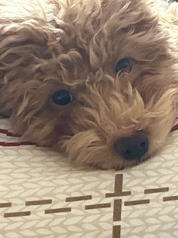 Curly dog resting indoors near minimalist tree wall art