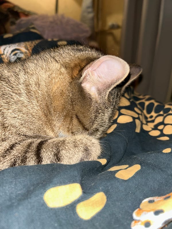 Pets relaxing at home in Sofia evening