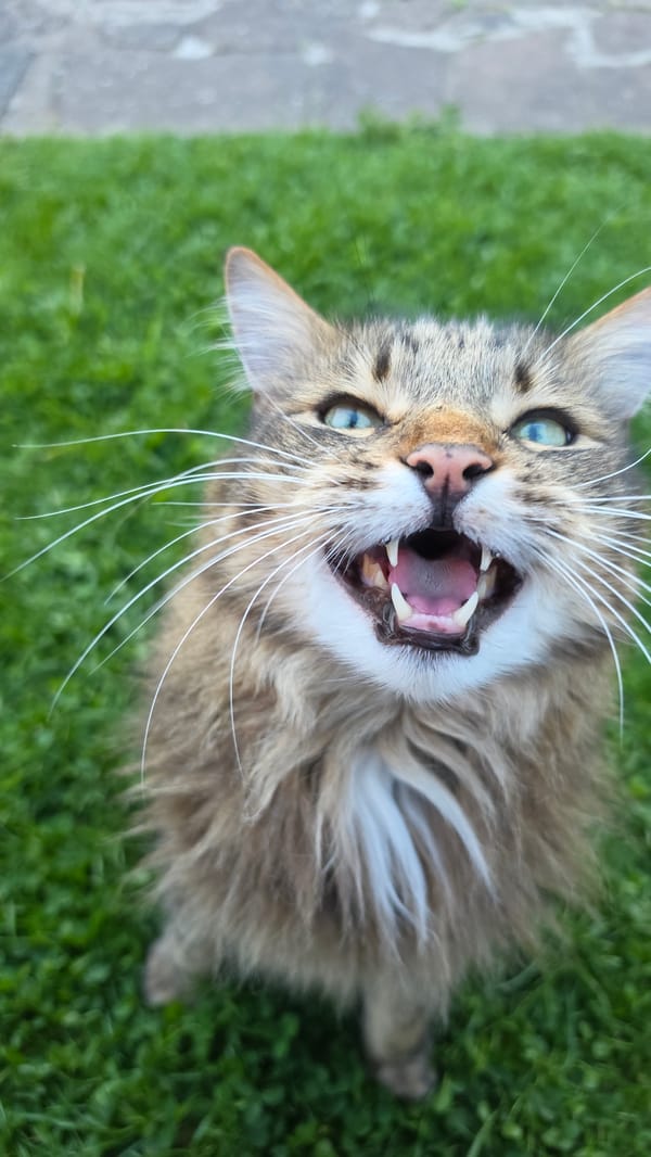 Tabby cat photographed in London park during evening hours
