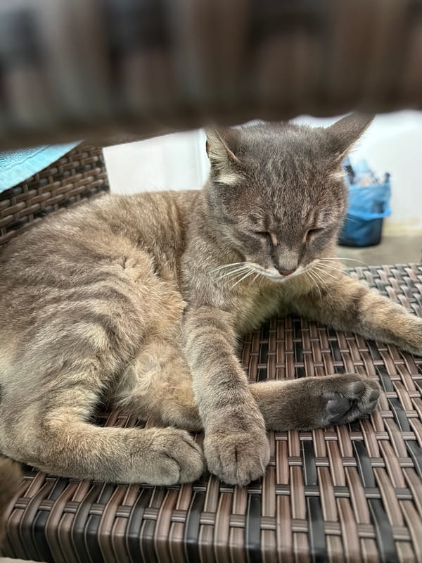 Lazy morning with a tabby cat in rural Bulgaria