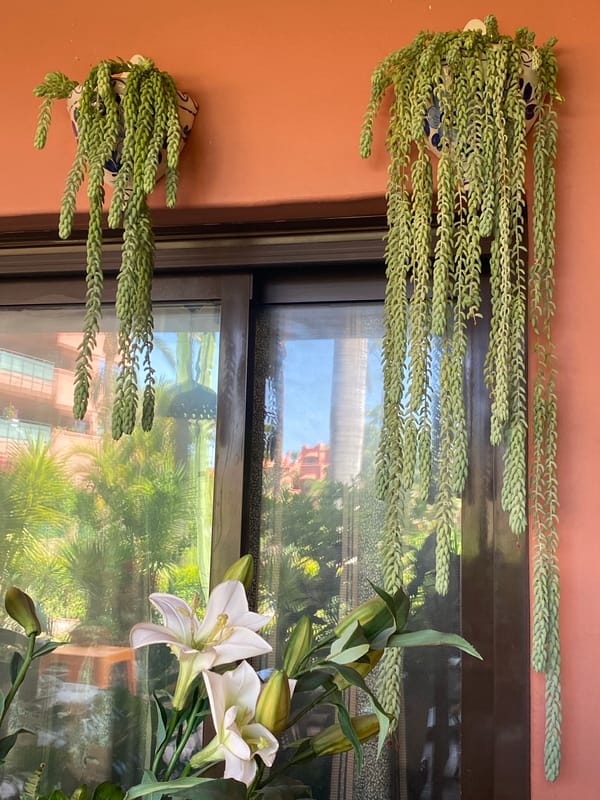 Clocks, plants, and curios fill a decorated Spanish patio