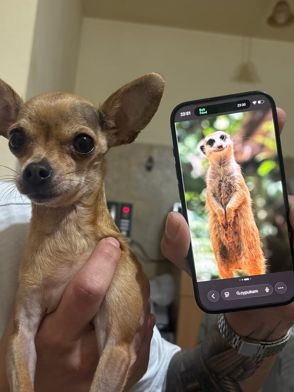 Chihuahua held indoors in Plovdiv home scene