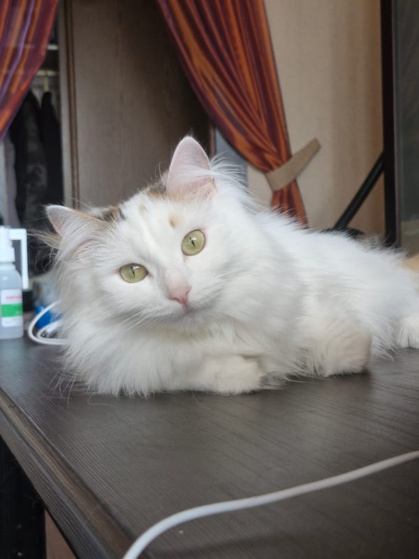 Quiet morning moments with cat and companion in Yekaterinburg