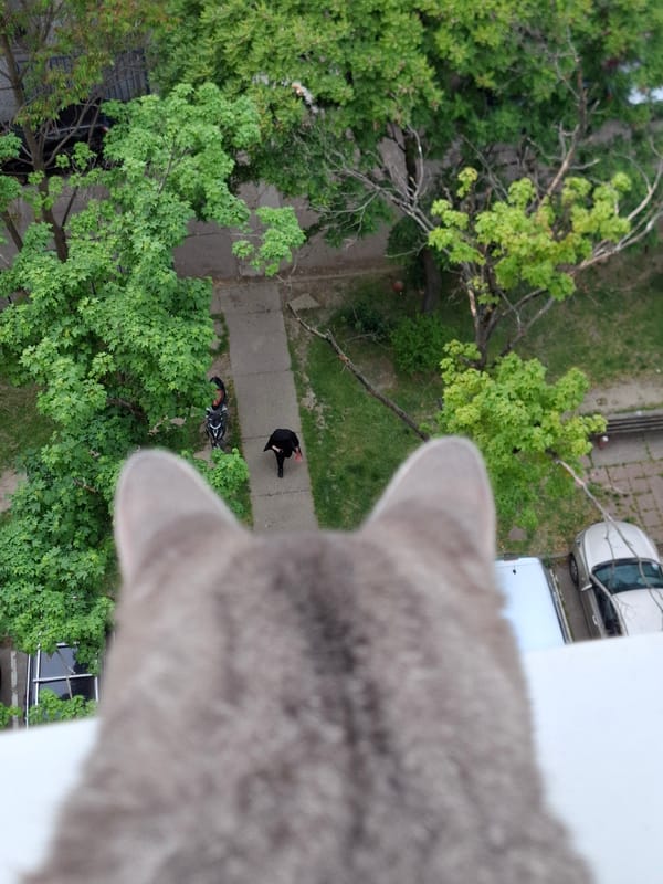Tabby cat photographed on window sill in Novi Sad