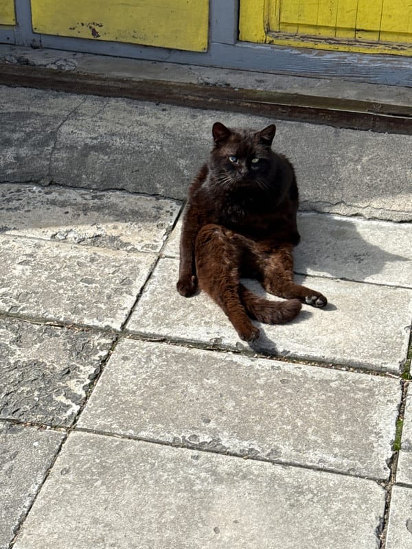 Cat rests near shop displaying artwork in Varna, Bulgaria