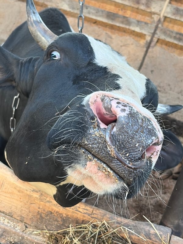 Dairy farm visit documented in Чумна, Russia
