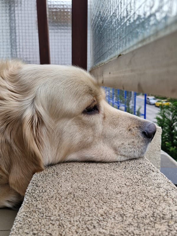 Golden retriever rests peacefully on stone ledge in Budva