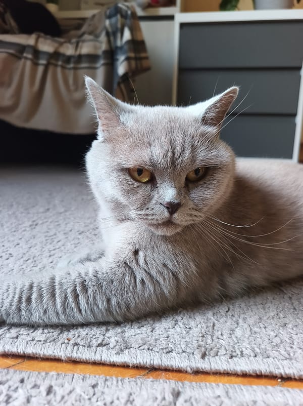 British Shorthair cat and classical architecture in Ternopil